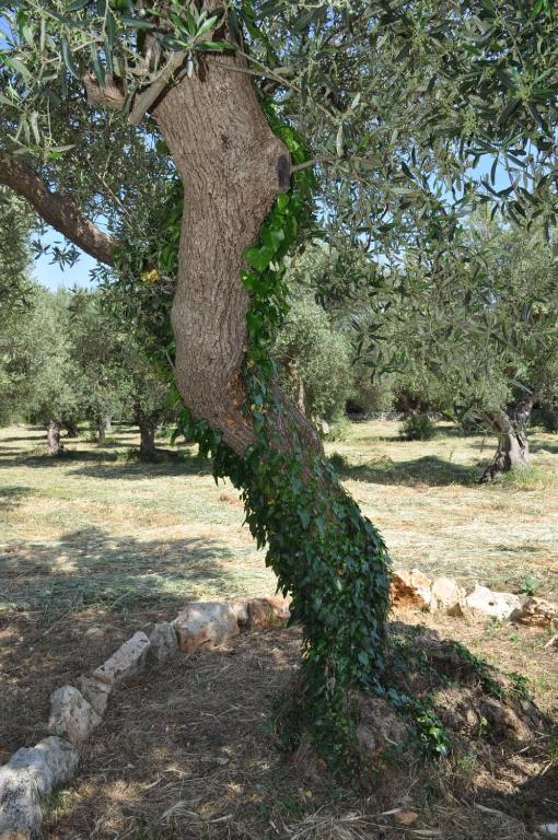 Masseria Costanza Путиняно Екстериор снимка