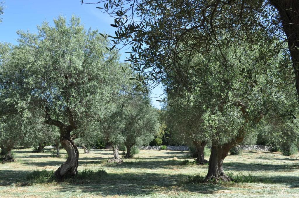 Masseria Costanza Путиняно Екстериор снимка