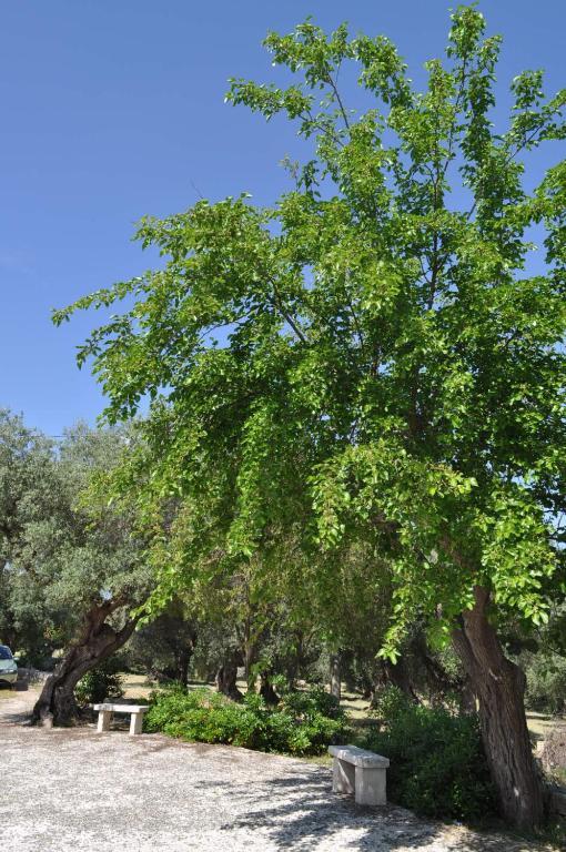 Masseria Costanza Путиняно Екстериор снимка