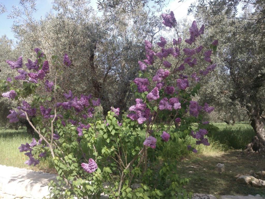Masseria Costanza Путиняно Екстериор снимка